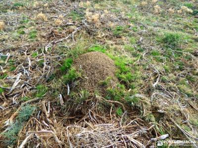 Dehesa Bonita-Abedular Somosierra;fuentona soria patones de arriba rutas parque de redes niveles